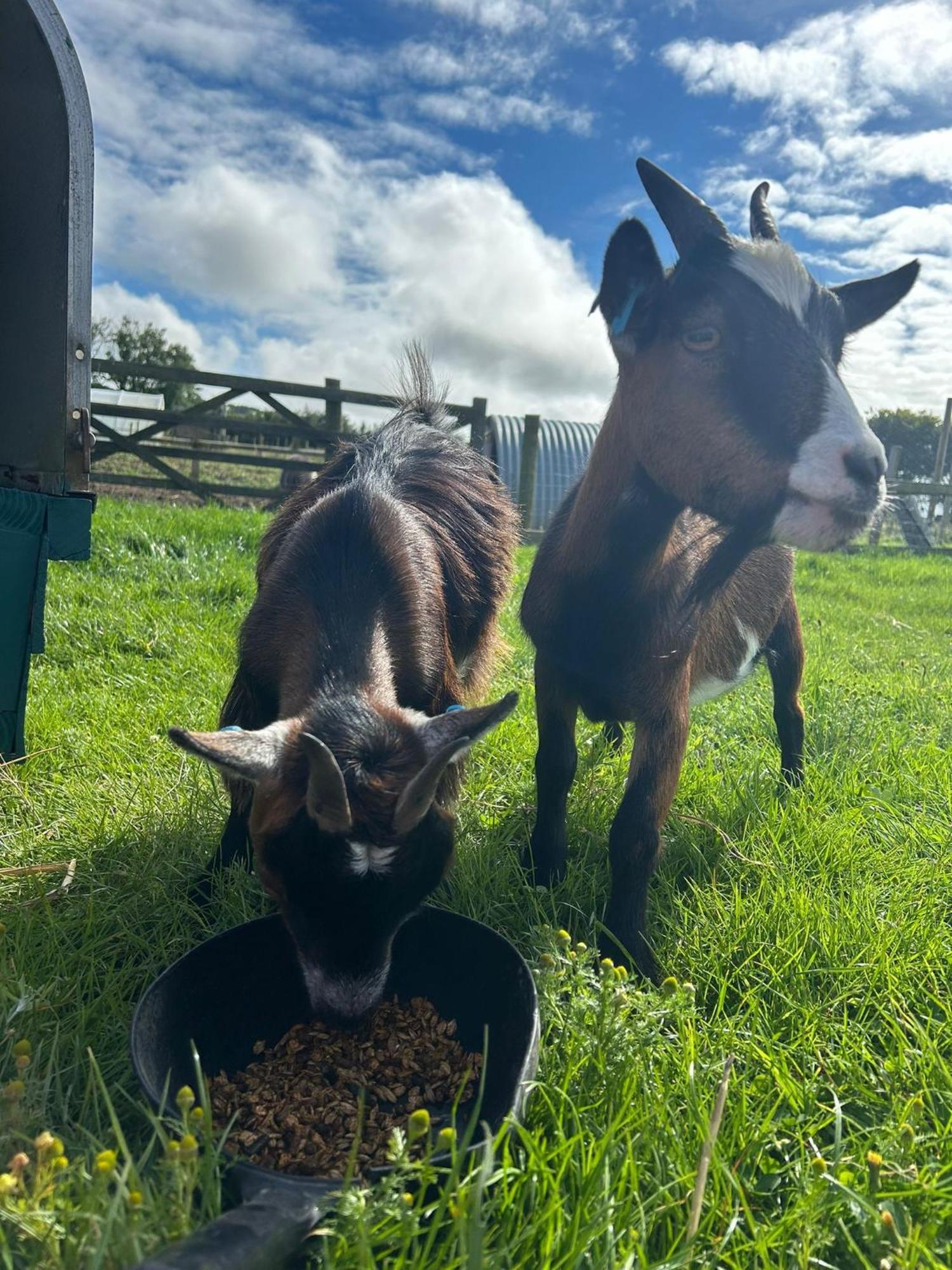 Yetland Farm *